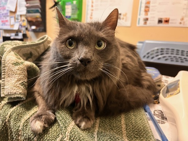 Bagheera