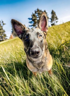 Are you ready to welcome a deeply dedicated companion into your heart and home  The dog you talk ab