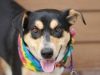 Batman - FREE TO ADOPT! photo 1