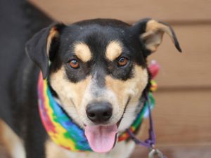 Batman - FREE TO ADOPT!, Young Male unknown