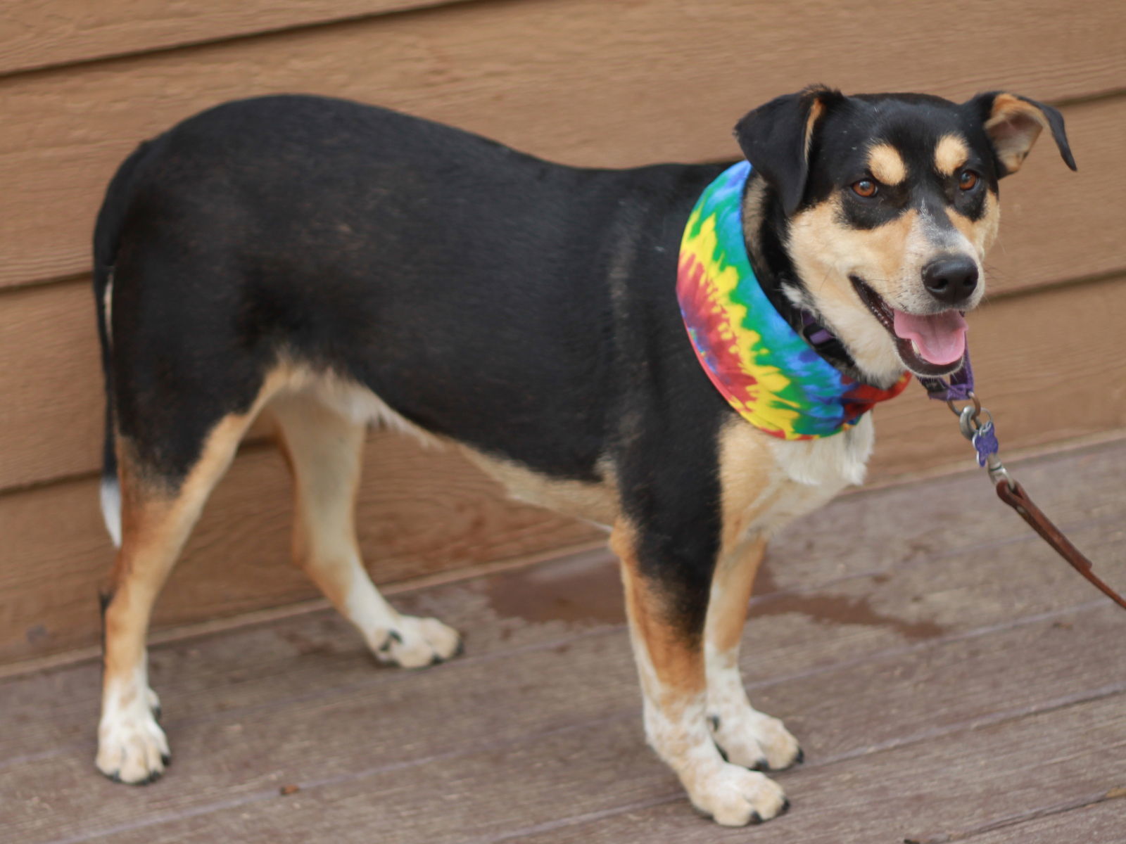 Batman - FREE TO ADOPT!