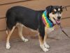 Batman - FREE TO ADOPT! photo 2