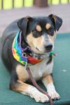 Batman - FREE TO ADOPT! photo 3