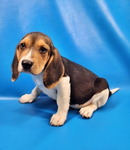Snoopy
