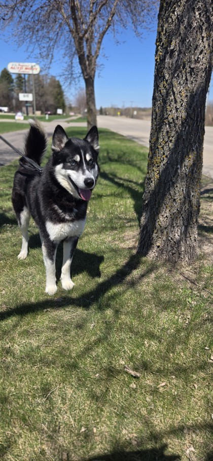Bigfoot, an adoptable Siberian Husky, Mixed Breed in Fergus Falls, MN, 56537 | Photo Image 1