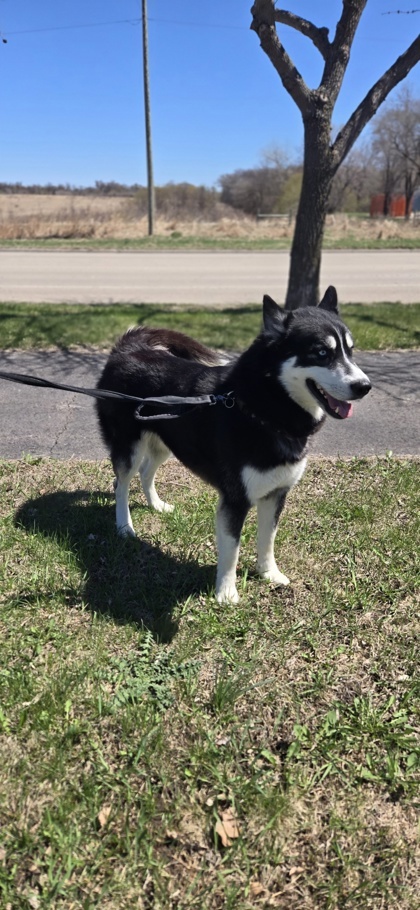 Bigfoot, an adoptable Siberian Husky, Mixed Breed in Fergus Falls, MN, 56537 | Photo Image 2