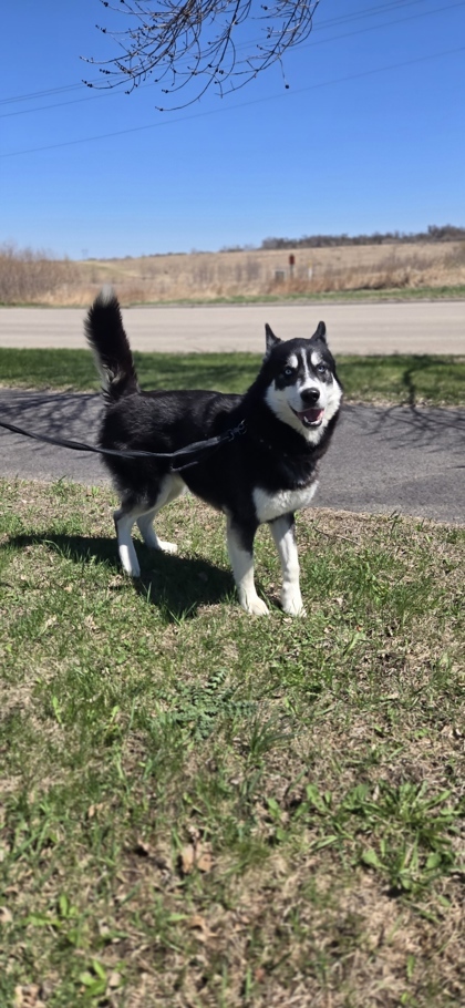 Bigfoot, an adoptable Siberian Husky, Mixed Breed in Fergus Falls, MN, 56537 | Photo Image 3