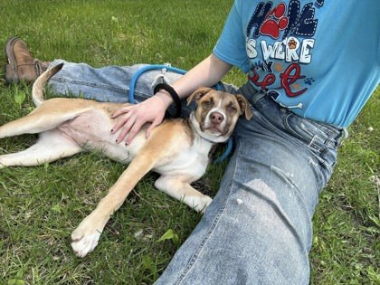 Beatles, an adoptable German Shepherd Dog, Mixed Breed in Fergus Falls, MN, 56537 | Photo Image 1