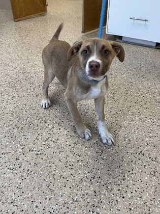 Beatles, an adoptable German Shepherd Dog, Mixed Breed in Fergus Falls, MN, 56537 | Photo Image 2