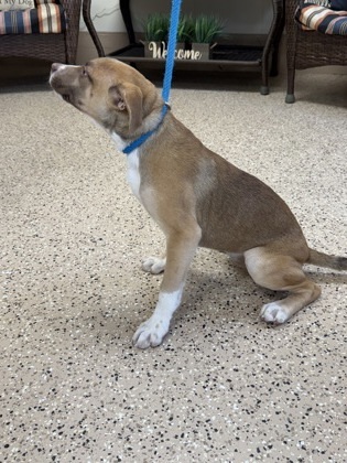 Beatles, an adoptable German Shepherd Dog, Mixed Breed in Fergus Falls, MN, 56537 | Photo Image 3