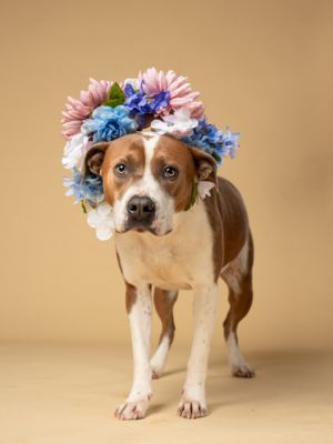 Meet Vivian - Your Future Snuggle Buddy At just 2 years old Vivian is a gentle soul wrapped in a