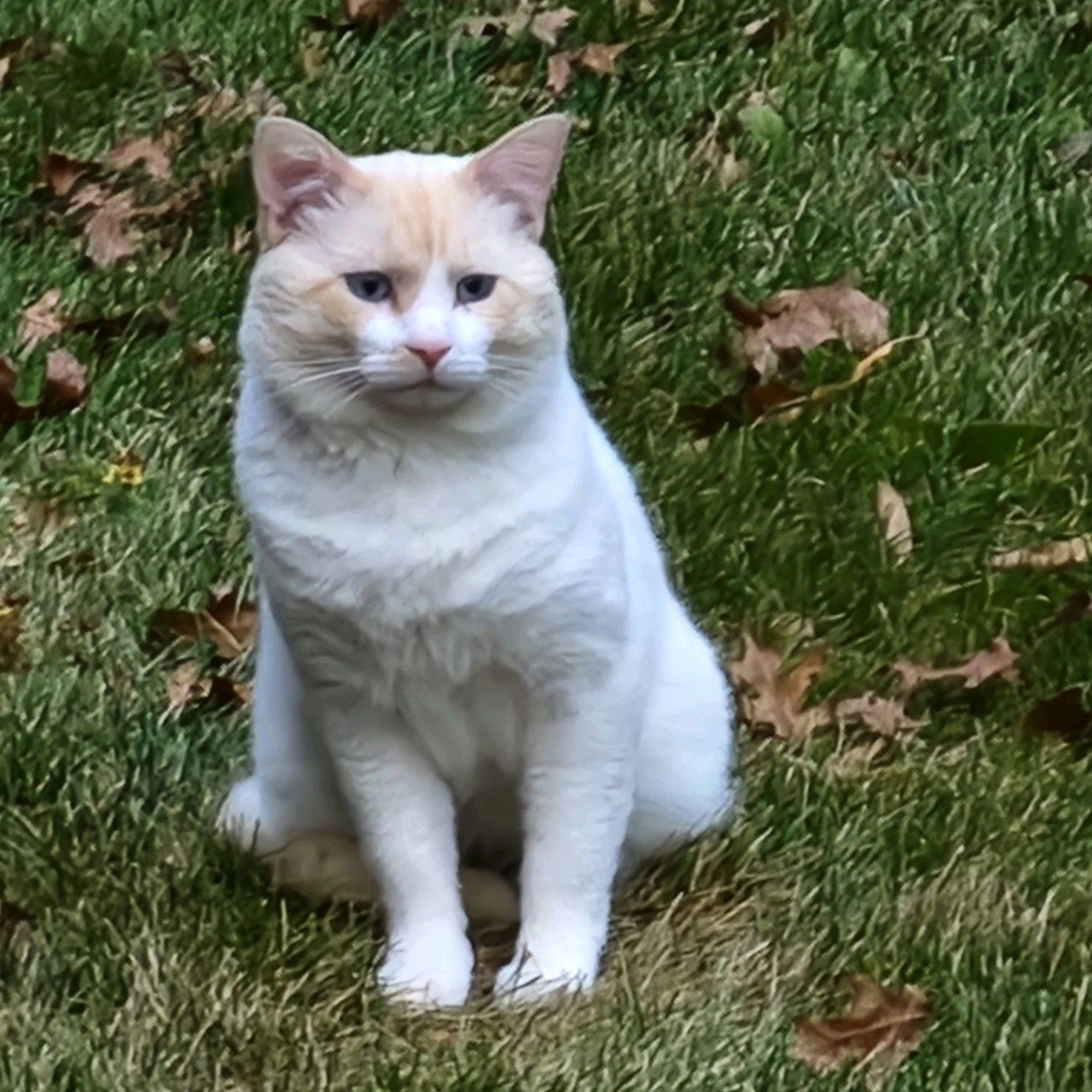 Cream Puff