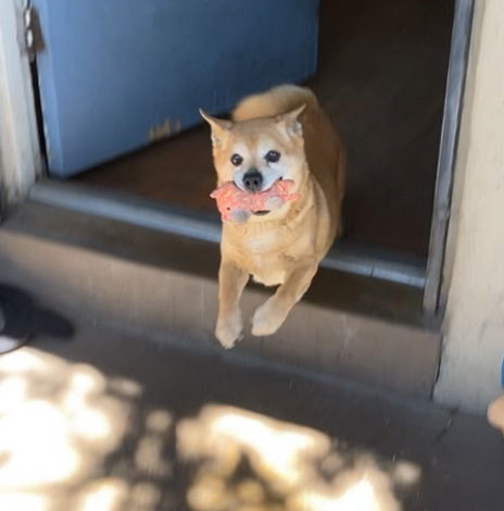 Chef 3