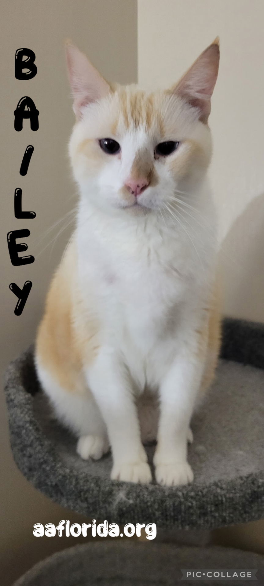 Bailey *Cyd