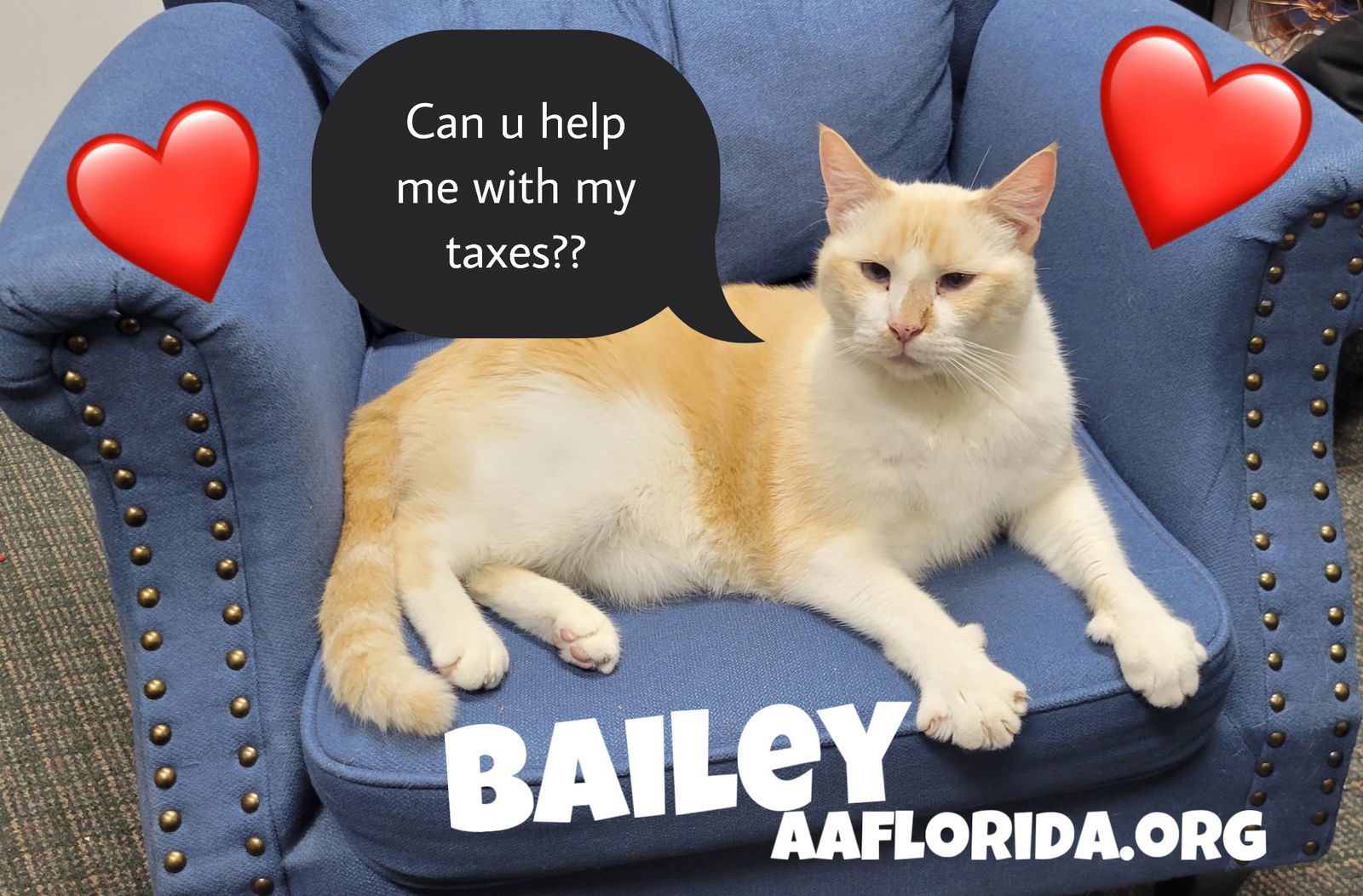 Bailey *Cyd