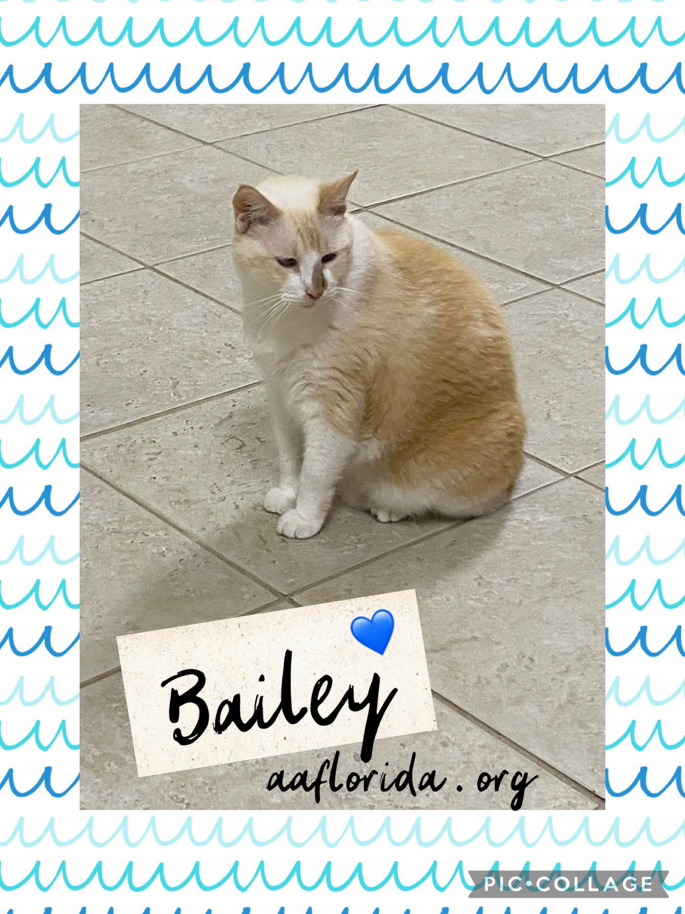 Bailey *Cyd