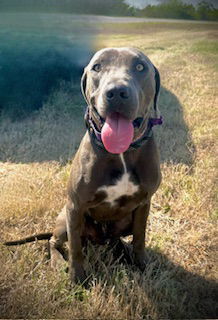 Glenn Dale, an adoptable Weimaraner, Labrador Retriever in Pleasanton, TX, 78064 | Photo Image 1