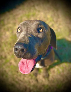 Glenn Dale, an adoptable Weimaraner, Labrador Retriever in Pleasanton, TX, 78064 | Photo Image 2