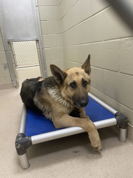 Pet Image