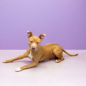Primary Color Tan Weight 53lbs Age 1yrs 2mths 0wks Animal has been Neutered