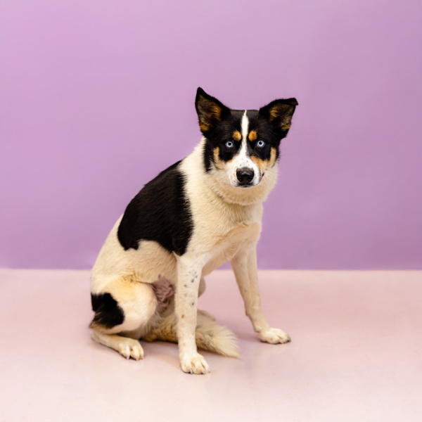 Pet Image