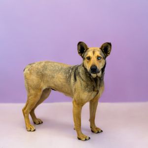 Primary Color Brown Secondary Color Black Weight 56lbs Age 3yrs 1mths 2wks Animal has been Spaye