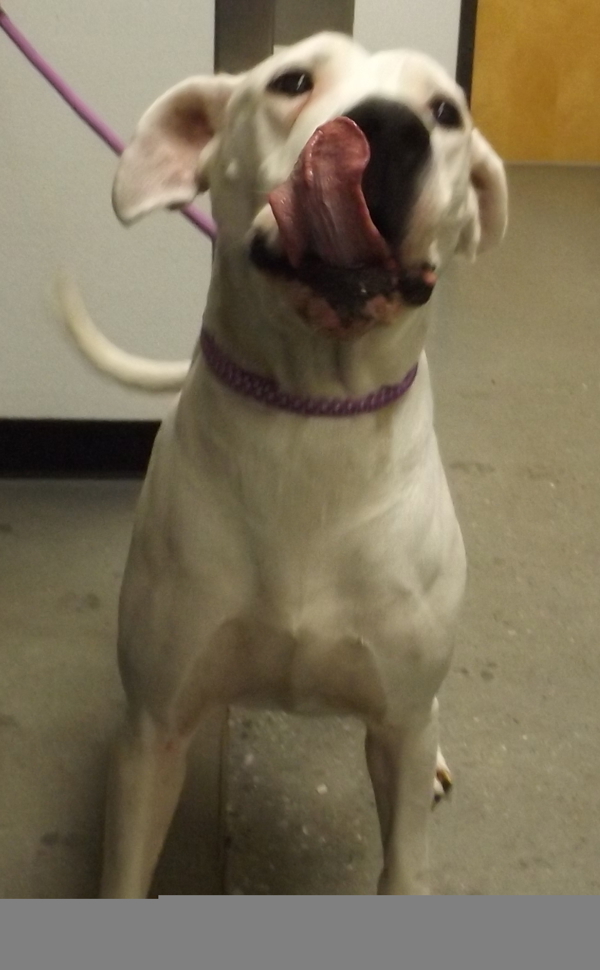 Pet Image