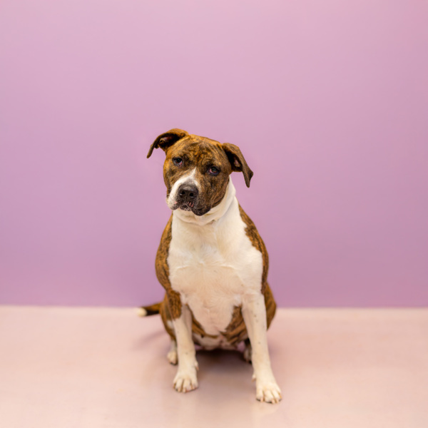 Pet Image