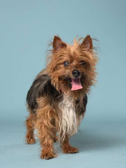 Pet Image