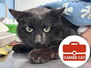 Squilliam, Adult Male Domestic Short Hair