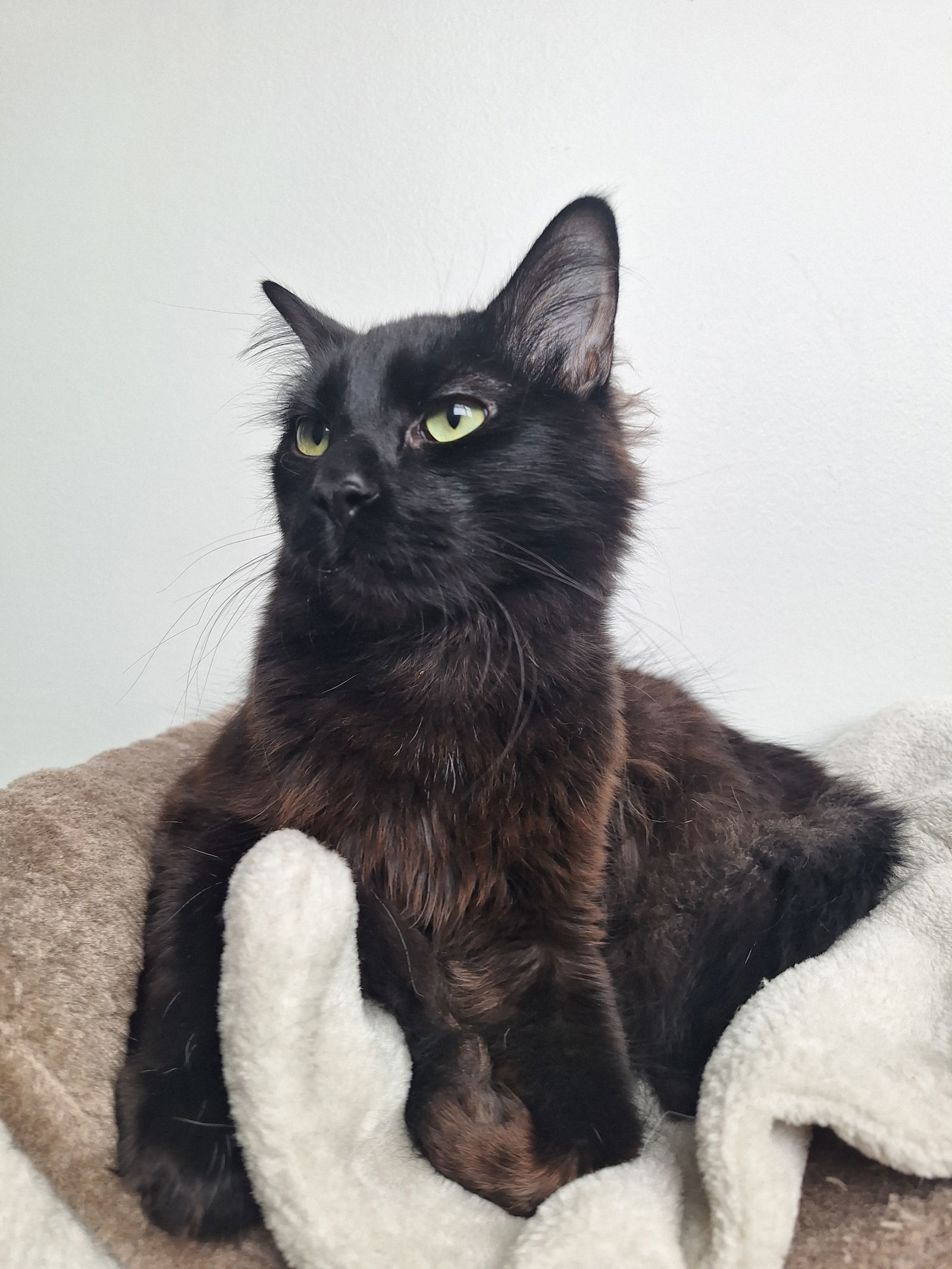 Chairman Meow