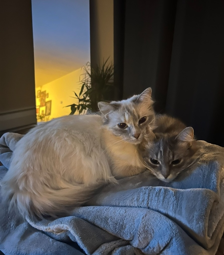 Merida - Pending Adoption / Elinor