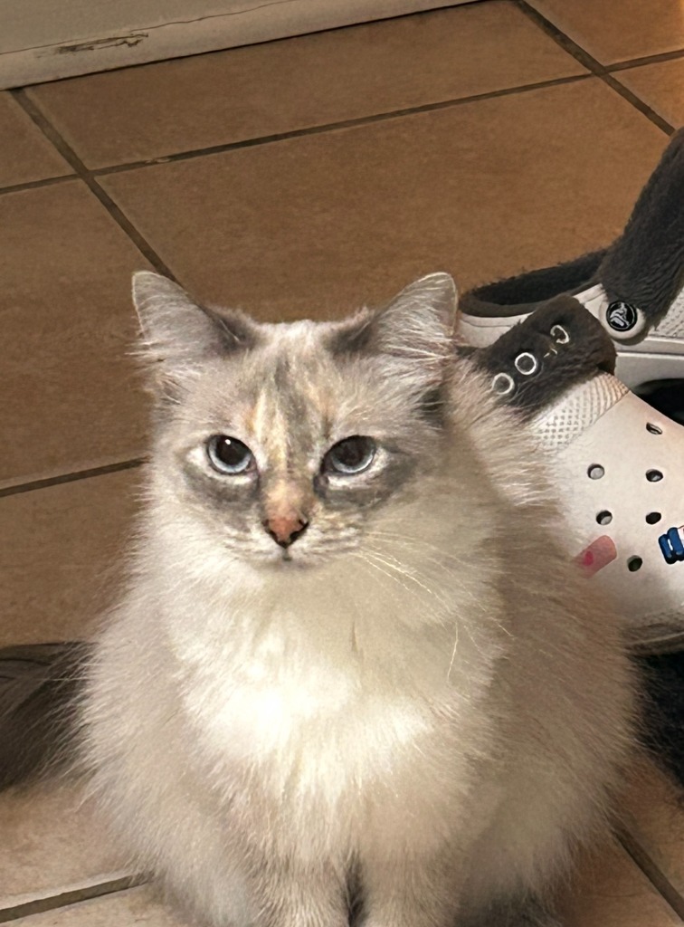 Merida - Pending Adoption / Elinor