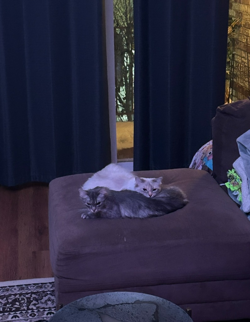 Merida - Pending Adoption / Elinor
