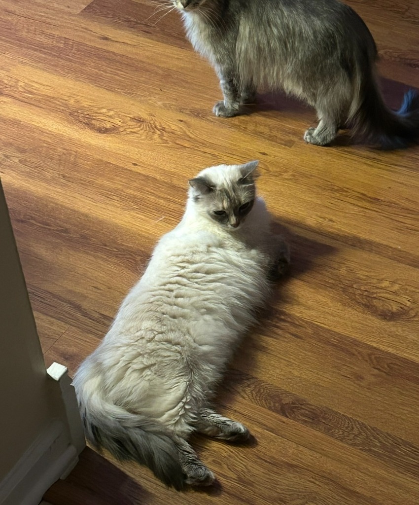 Merida - Pending Adoption / Elinor