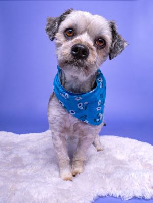 All of our dogs are spayedneutered shots current DHPP Bordetella and Rabies where applicable d