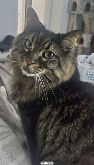 Paisley *FEE WAIVED*, Senior Female Domestic Medium Hair