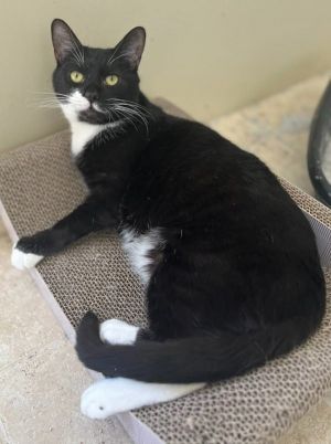 Imogen 4654, Adult Female Domestic Short Hair