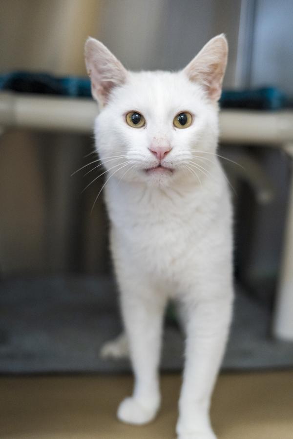 Bon Bon, an adoptable Domestic Short Hair in Kennewick, WA, 99336 | Photo Image 2