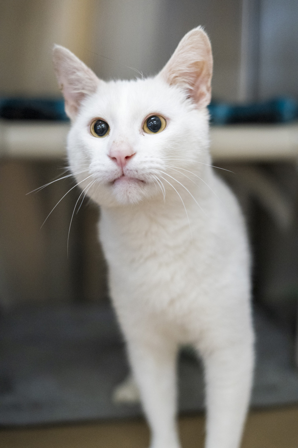 Bon Bon, an adoptable Domestic Short Hair in Kennewick, WA, 99336 | Photo Image 3