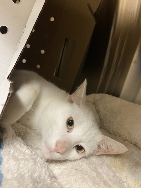 Bon Bon, an adoptable Domestic Short Hair in Kennewick, WA, 99336 | Photo Image 4