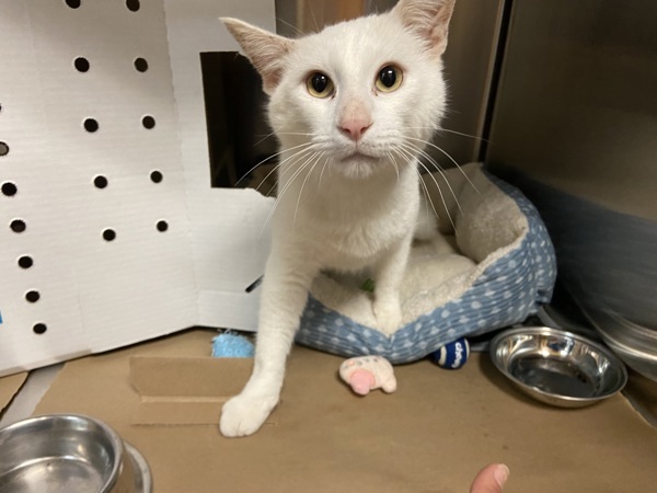 Bon Bon, an adoptable Domestic Short Hair in Kennewick, WA, 99336 | Photo Image 5