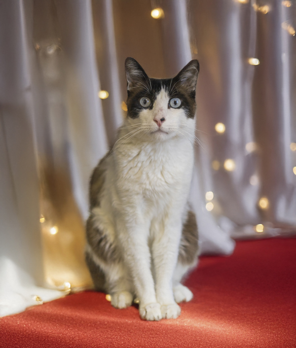 Kiwi, an adoptable Snowshoe in Kennewick, WA, 99336 | Photo Image 1