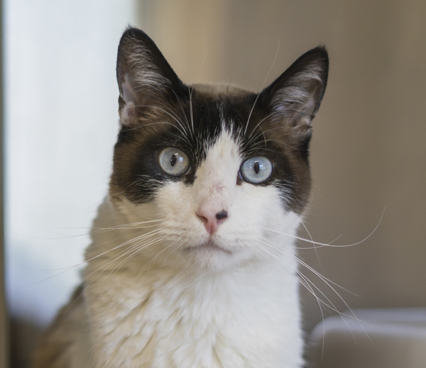 Kiwi, an adoptable Snowshoe in Kennewick, WA, 99336 | Photo Image 2
