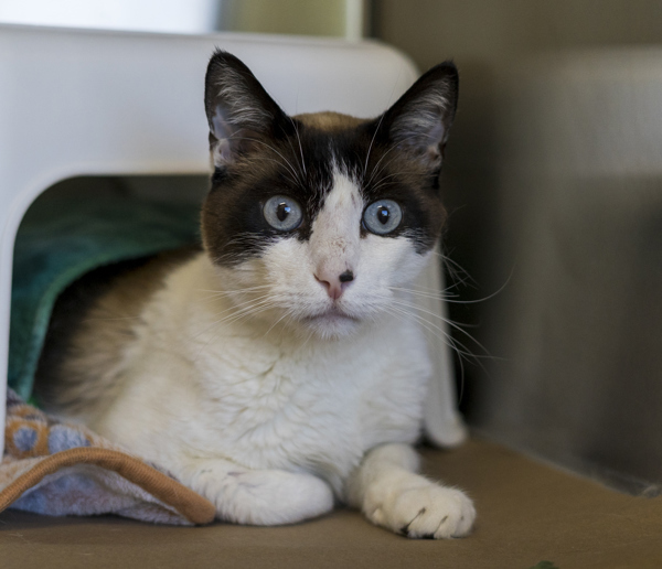Kiwi, an adoptable Snowshoe in Kennewick, WA, 99336 | Photo Image 3