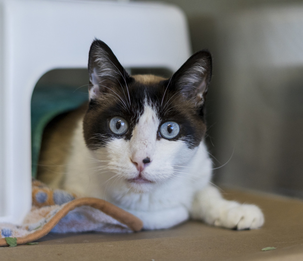 Kiwi, an adoptable Snowshoe in Kennewick, WA, 99336 | Photo Image 4