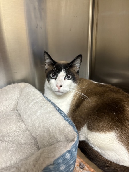 Kiwi, an adoptable Snowshoe in Kennewick, WA, 99336 | Photo Image 5