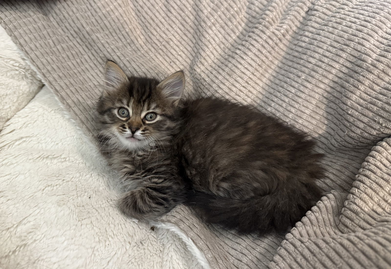 Sequin (available for pre-adoption)