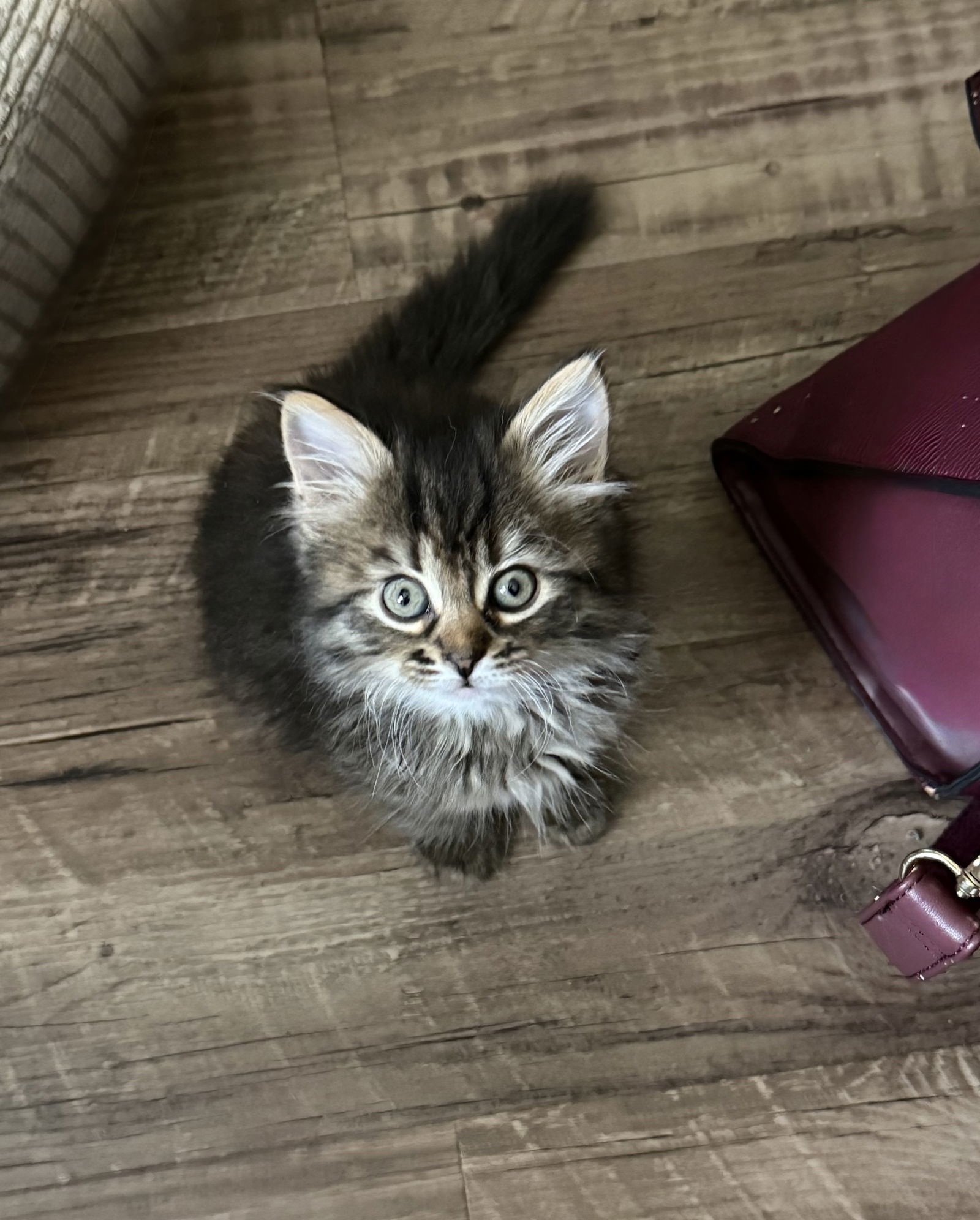Sequin (available for pre-adoption)