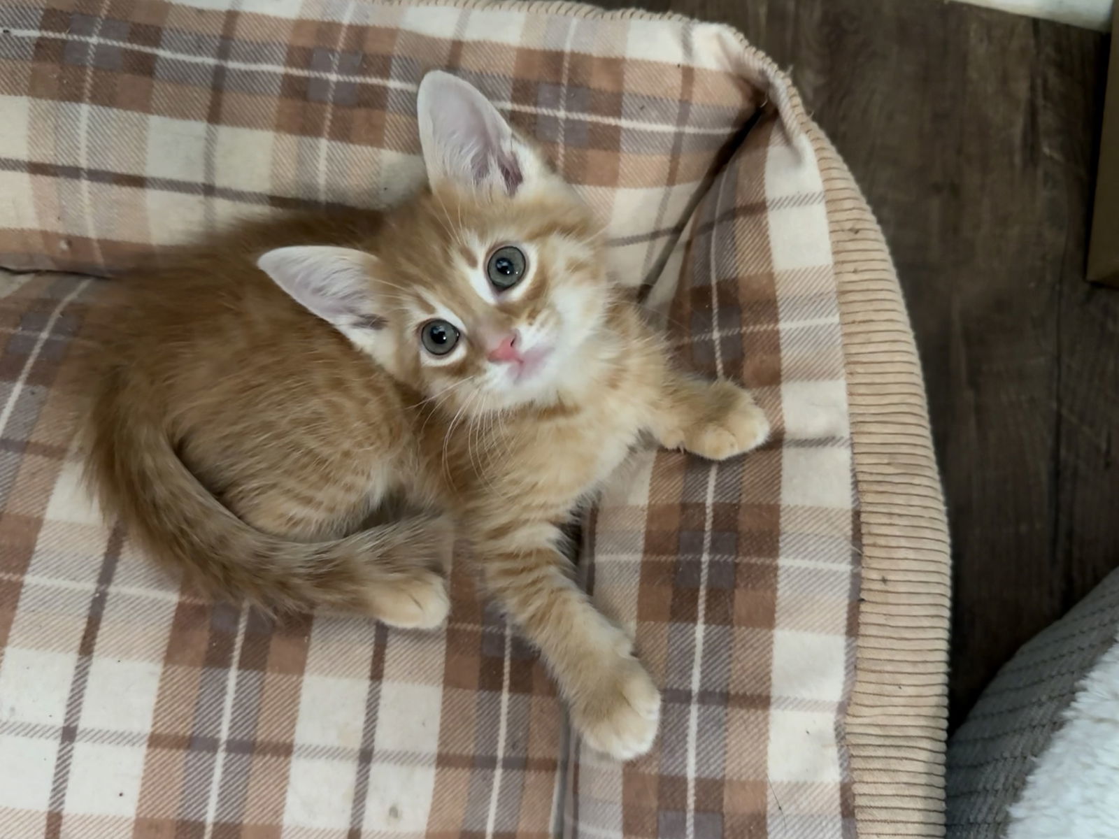 Sawdust (available for pre-adoption)